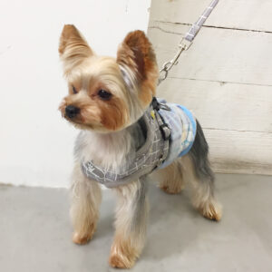 仕上がりヨーキー