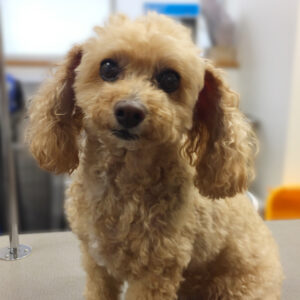 よろしくトイプー