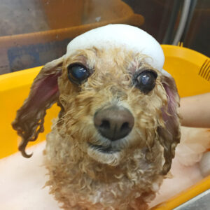 シャンプートイプー