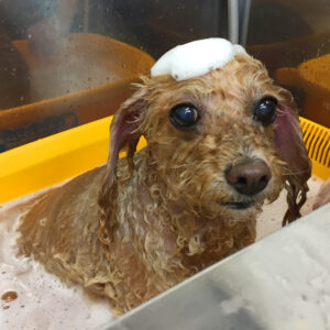 お風呂トイプー