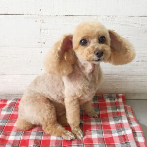 仕上がりトイプー