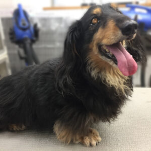 よろしくダックス