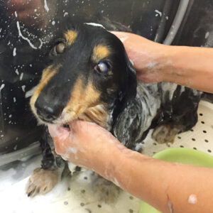 シャンプーダックス